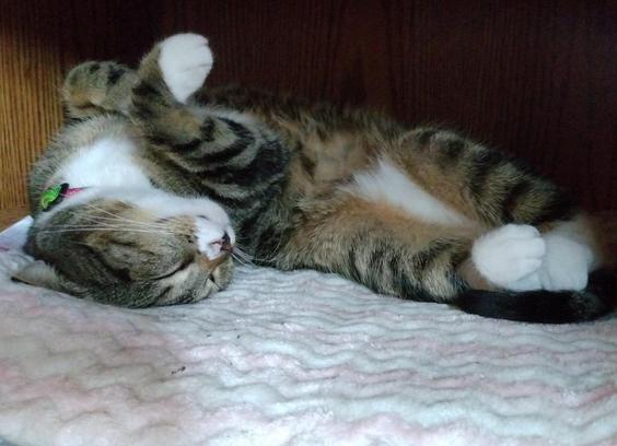 Pax, our little tabby cat with white markings, is lying on her back with her feet in the air.  She is fast asleep.  Her striped forelegs with white mittens are crossed.  Her hind feet are curled and touching each other.  Pax's head is upside down, smooshed into the pink and white blanket.