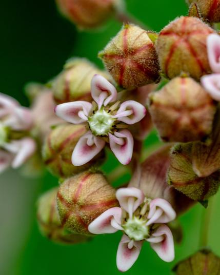Very tiny flowers and buds. The buds are pea size with green and some red around the seems. The open flowers make a five point star pattern with think white petals with redish pink centers surrounding a green center