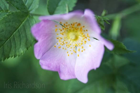 Pink rose with dark green leaves macro photograph