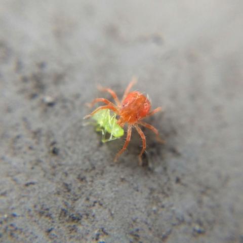 An orange-red whirligig mite feeding on a small neon-green bug of some kind.