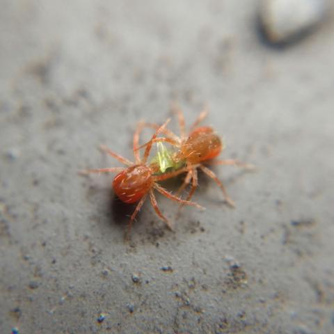 The mite (now tinged greenish after a few minutes of feeding) faces off against another mite (more reddish) that has seized the bug from the other side.