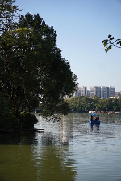 small blue boat to the right, large tree on the right. The water is green and buildings can be seen in the distance.