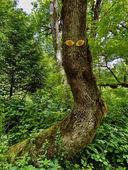 A tree growing to the right and then up in a snaky shape. It has lots of moss on it, and a kind of scar or texture in the bark that looks like a frown, and somebody has attached googly eyes made of wood to complete the look of a face. It's surrounded by intense greenery.