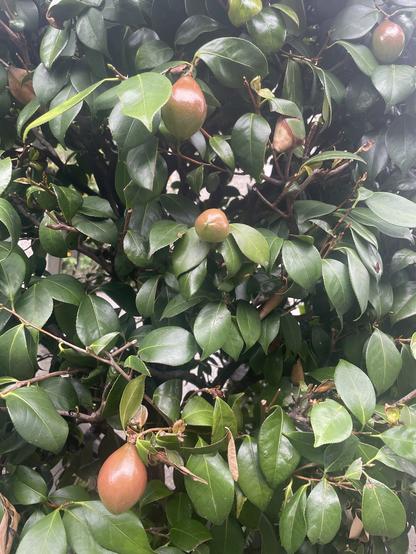 Photo of tree with dark green leaves and red/green fruits the size and shape of small pears