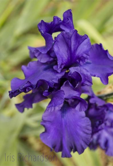 Purple iris flower from Birdseye view with green textures background macro photography