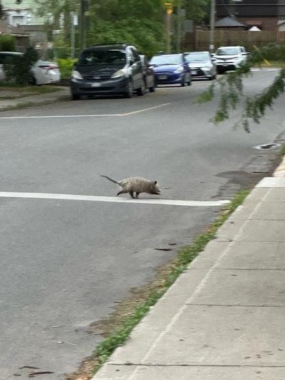 A possum running across a street