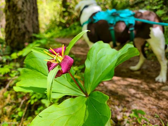 Close-up of a red flower with yellow stamen and large green leaves in the foreground. In the blurred background, a brown and white dog wearing a teal harness stands on a wooded path surrounded by greenery.