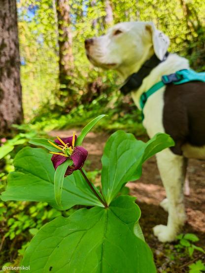 Close-up of a maroon trillium flower with large green leaves in the foreground. A white and brown dog wearing a harness is blurred in the background, standing in a sunlit forest with tall trees and green foliage.