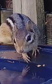 A chipmunk looks at the camera while visiting the birdbath.