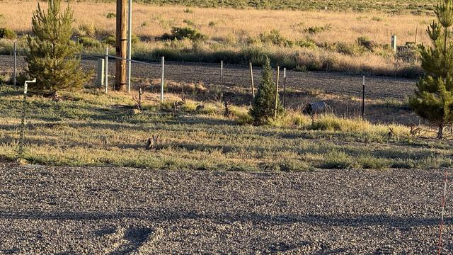 Picture of Rifka's side yard showing six bunnies.