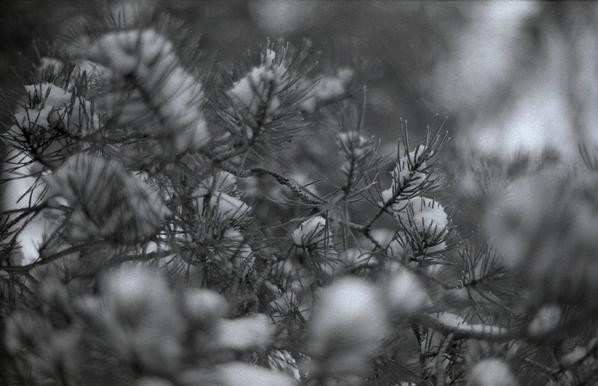 black and white photography of pine tree branch with snow on it. the photography is shot with a very short depth of field and the background is blurry.