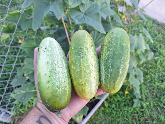 Hand holding three, freshly picked cucumbers.