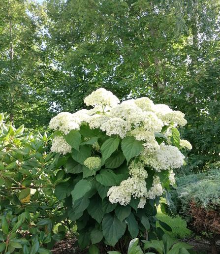 Das Bild zeigt eine blühende Hortensie mit zahlreichen weißen Blütenbüscheln in einem grünen Garten. Die Pflanze steht im Sonnenlicht, umgeben von anderen Sträuchern und Bäumen.