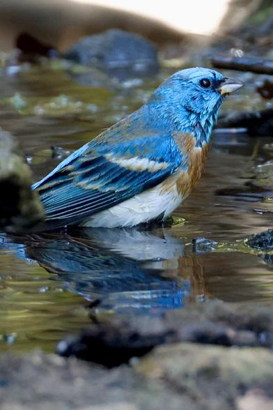 A wee very blue bird splashes in a puddle.