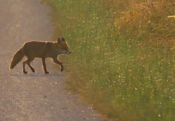 Ein Fuchs im orangenen Gegenlicht der Morgensonne. Er läuft gerade von linkse nach rechts durchs Bild und verlässt dabei einen ungepflasterten Weg, um in eine Wiese zu gelangen.