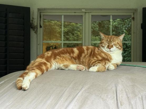Out cat Wotan is lying in front of a window.