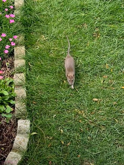 A cute small rat running this way on the lawn. His left front paw is visible and that makes him even cuter. On the left, some pink flowers blooming in my flowerbed. Taken from the kitchen doorstep, looking down at the lawn.