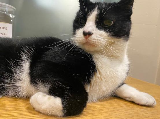 Black and white cat half sphinxing and looking slightly startled