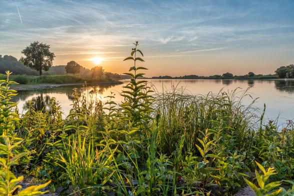Im Vordergrund Blumen und Pflanzen am Ufer der Elbe. Dahinter das Wasser und im Hintergrund links ein Baum und dahinter die untergehende Sonne. Warme Farben.
