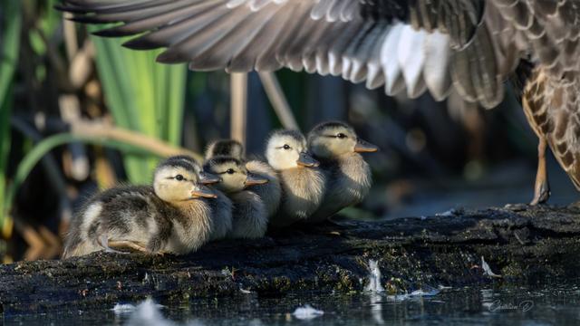 Sous l’aile bienveillante de leur mère, les canetons se blottissent sur un tronc d'arbre flottant. La cane, fièrement dressée, étend son aile comme un bouclier silencieux contre le monde. On sent, dans ce geste instinctif et tendre, toute la force de la maternité