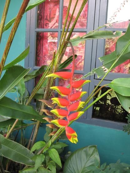 Exotische Blüten vor einem Fenster.
