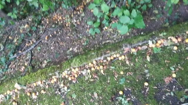prunes jaunes au sol