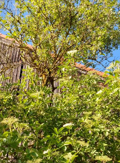 Grüner großer Holunderstrauch vor einer großen Holzscheune mit roten Dach. Oben im Bild hinter den Zweigen ist blauer Himmel zu sehen.