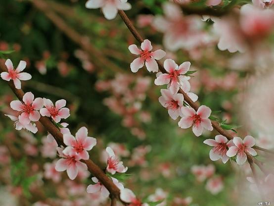 Farbfoto mit weiß-rosa Blüten an zwei Zweigen in einer ordentlichen Anordnung vor unscharfem Hintergrund. Leica R5 mit 50 mm Summilux auf Elektra 100-Film.