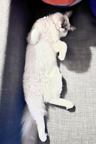 A cat stretched out on a sofa
