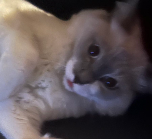 A shocked looking cat with tongue out