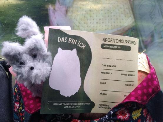Eine graue hoffnungsvoll blickende Katze aus einem großen Pfeifenputzer sitzt neben einer nicht ausgefüllten Adoptionsurkunde auf einem bunten Beutel. In der Spiegelung der Scheibe ist zu erkennen, dass der Beutel einen Korb (voller Pfeifenputzer) enthält. Außerdem ist der Regen außen an der Scheibe zu sehen. Auf der Adoptionsurkunde ist eine weißer Katzenumriss zum ausmalen, der Name der Katze kann eingetragen werden und in verschiedenen Kategorien kann der Charakter der Katze skizziert werden. Unten auf der Urkunde steht: "Du hast mich ins Leben geholt am 27.06.2025".