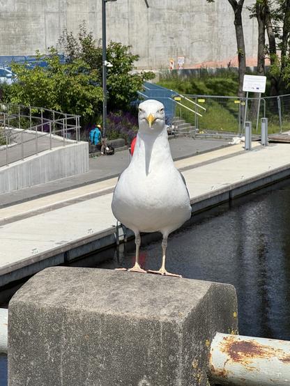 Eine Möwe steht auf einem Betonpfosten an einem Gewässer, mit Vegetation und Menschen im Hintergrund. Die Umgebung ist hell und sonnig.