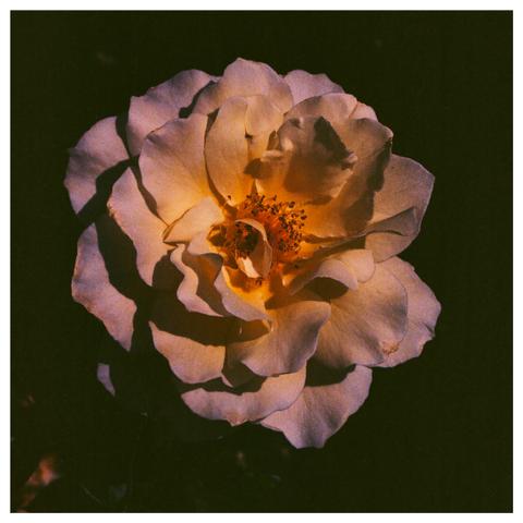 A single rose from the Berkeley Rose Garden.