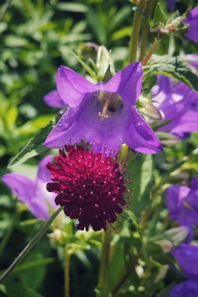 A close-up, top-down shot of a vibrant purple bellflower with a dark pink or crimson scabious flower positioned directly beneath its open bell. The background is a soft blur of green leaves and more purple flowers, indicating a lush garden setting.