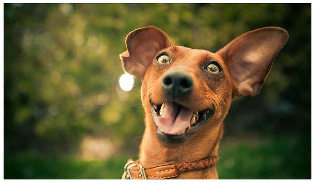 The image features a close-up of a brown dog with large, upright ears, looking directly at the camera with an open mouth and tongue out, giving a happy expression. The dog's eyes are wide open, and its fur appears smooth and shiny. It is wearing a braided leather collar with metal hardware. The background is blurred, showing greenery, suggesting an outdoor setting with soft, natural lighting. The dog's ears are perked up, and its head is slightly tilted, adding to the playful demeanor. The overall color palette is warm, with browns and greens dominating the scene.