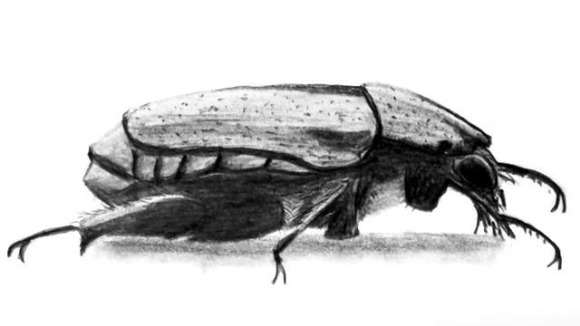 Pencil sketch of a beetle.