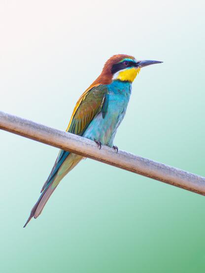 𝗣𝗶𝗰𝘁𝘂𝗿𝗲 𝗗𝗲𝘀𝗰𝗿𝗶𝗽𝘁𝗶𝗼𝗻 (𝗘𝗻𝗴): A bee-eater in a low shot on a metal pipe that forms part of the structure of a center-pivot irrigation system. The background is slightly green and very smooth.

𝗗𝗲𝘀𝗰𝗿𝗶𝗽𝗰𝗶𝗼́𝗻 (𝗘𝘀𝗽): Abejaruco en una toma baja sobre un tubo metálico que forma parte de la estructura de un sistema de irrigación por pivote central. El fondo es ligeramente verde y muy suave.