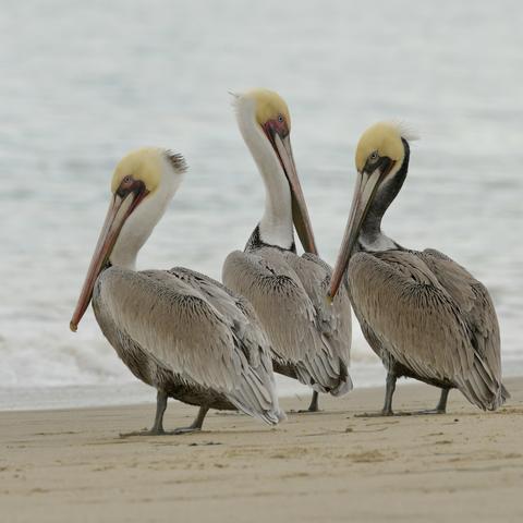 Three Brown pelicans stand together on a sandy beach, facing the ocean
