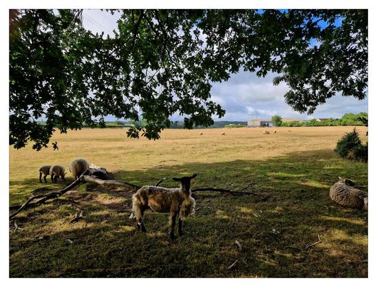 Sheep shading under large tree with views of a field in the background.