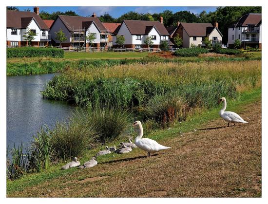 Geese and goslings next to a pond in a new housing estate.