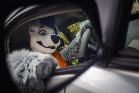 Fursuiter try to drive a car.