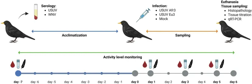 Figure 7 in Agliani et al. (2025): "Eight Eurasian blackbirds were sampled on day -7 (blood, serum, pharynx and cloacal swabs and breast feathers); after sampling, the blackbirds were singularly housed in cages in isolators and left to acclimatize for 7 days and activity and health status were monitored. On day 0, blackbirds were either inoculated with USUV Afr3 (n = 3), Eu3 (n = 3), or sterile PBS (n = 2). On 1, 3 and 5 days post inoculation (d.p.i.) blackbirds were sampled (blood, serum, pharynx and cloacal swabs and breast feathers). At the humane endpoint, blackbirds were euthanized, necropsied, and tissue samples were collected for histopathology, tissue titration and RT-qPCR. Created in BioRender, agreement licence number OO28BUTARJ."
