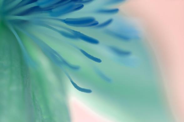 Close-up image of a flower's stamen, featuring blue and green tones with a soft-focus background.