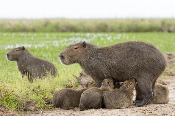 Imagen de un capibara