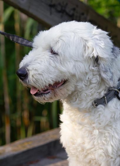A side profile of a fluffy white dog in a forest