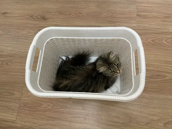 Nova is sitting in a laundry basket, being cute