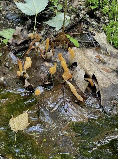 Looking down at still standing, swampy water filled with leaves and algae. Scattered throughout are inch-high mushrooms that are peach, yellow, orange on top and pale on the bottoms. Each is quite different but they are all gummy looking, misshapen, blobs on slightly less blobby stalks. They stress not traditional mushroom shaped, rather finger like shapes that have partially melted.