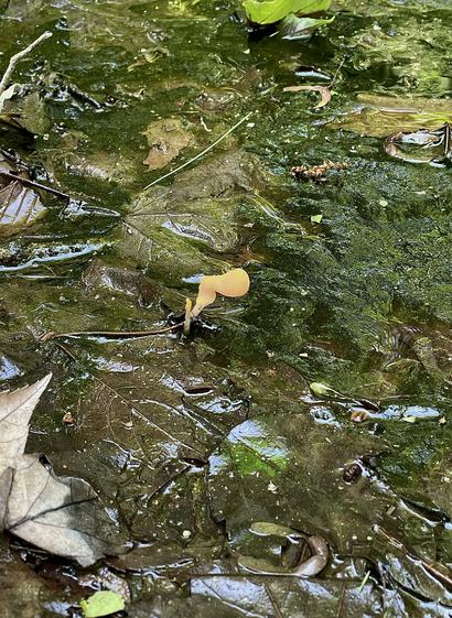 Just one of the mushrooms described in the first photo. This one is more blunt at the top and is shaped like a backwards 7.