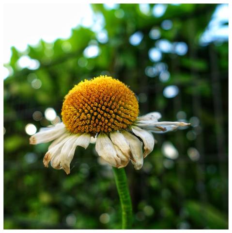 A low-angle, close-up shot focuses on a single, wilting daisy against a softly blurred background of green foliage and bright bokeh lights. The daisy's central disc is a prominent, textured dome of golden yellow florets. Its white petals, however, are dry, crinkled, and discoloured with brown edges, showing clear signs of decay and wilting. The stem is a vibrant green. The background is out of focus, creating circles of light from what appears to be sunlight filtering through leaves, giving a dreamy effect behind the starker reality of the fading flower.