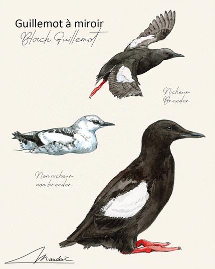 Planche scientifique illustrant le plumage nuptial et internuptial du guillemot à miroir. Peinture à naturaliste à l'aquarelle.